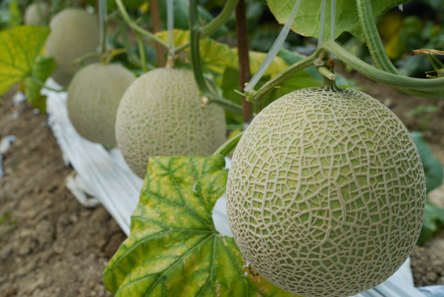 网纹瓜的种植与管理