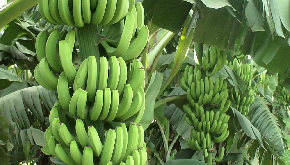 香蕉种植与施肥