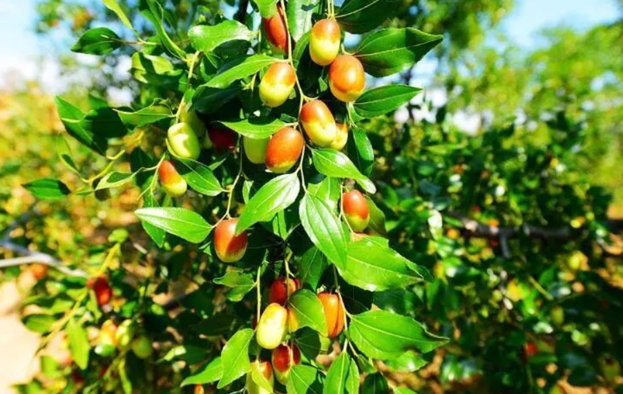 枣树栽培技术与管理，提高产量有哪些注意事项