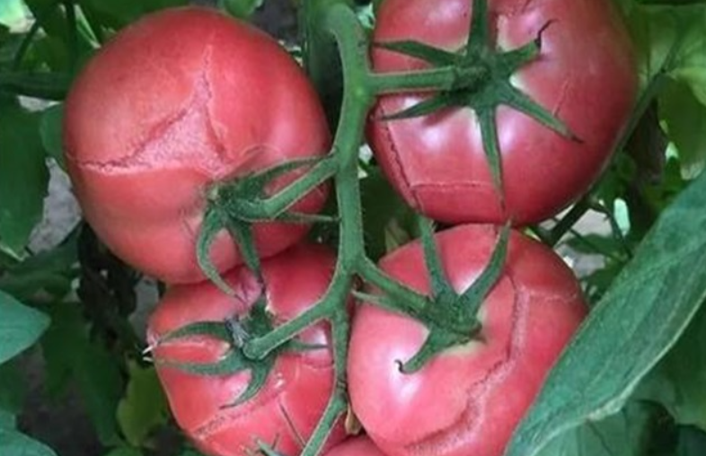 番茄裂果的原因及预防措施