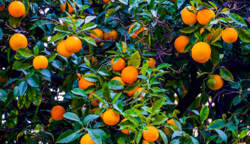 橘子树怎么保花保果