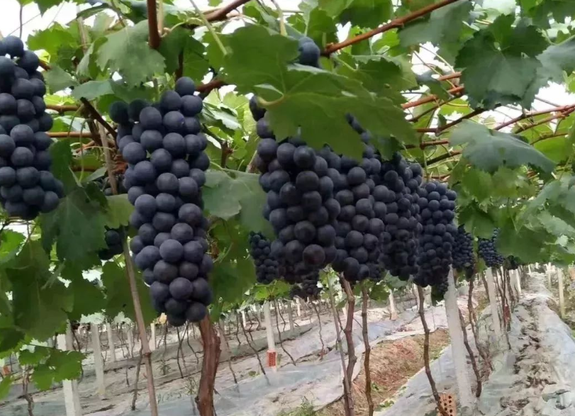 夏黑葡萄的种植栽培技术