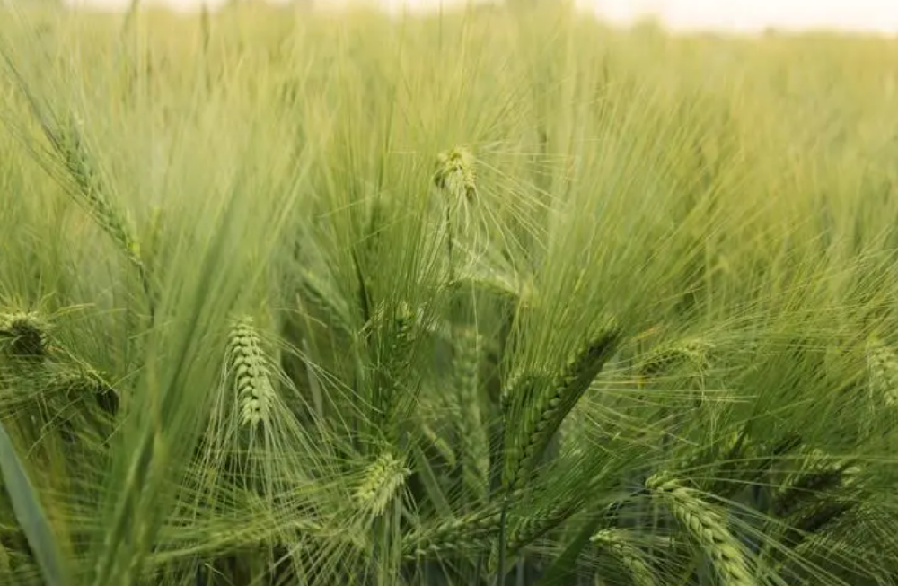 小麦打什么叶面肥增产