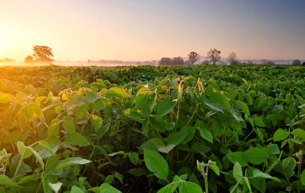 大豆增产用什么肥料