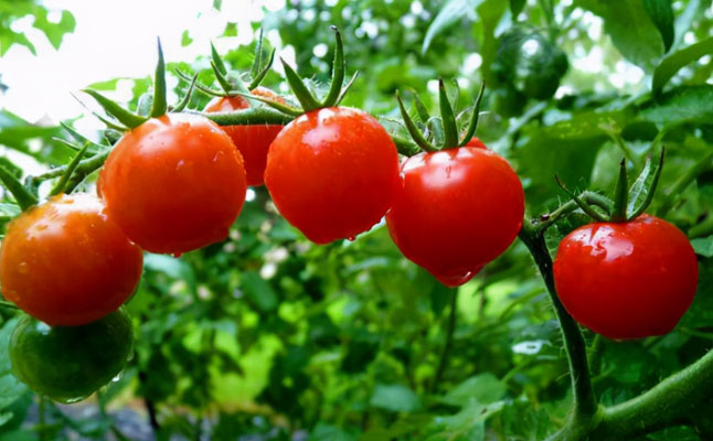 西红柿苗开花结果期施什么肥料能保花保果