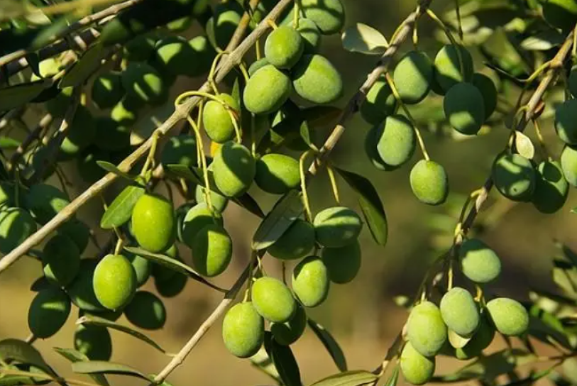 橄榄要施什么肥能保花保果