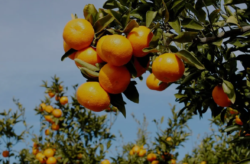 柑橘保花保果什么时候施肥好
