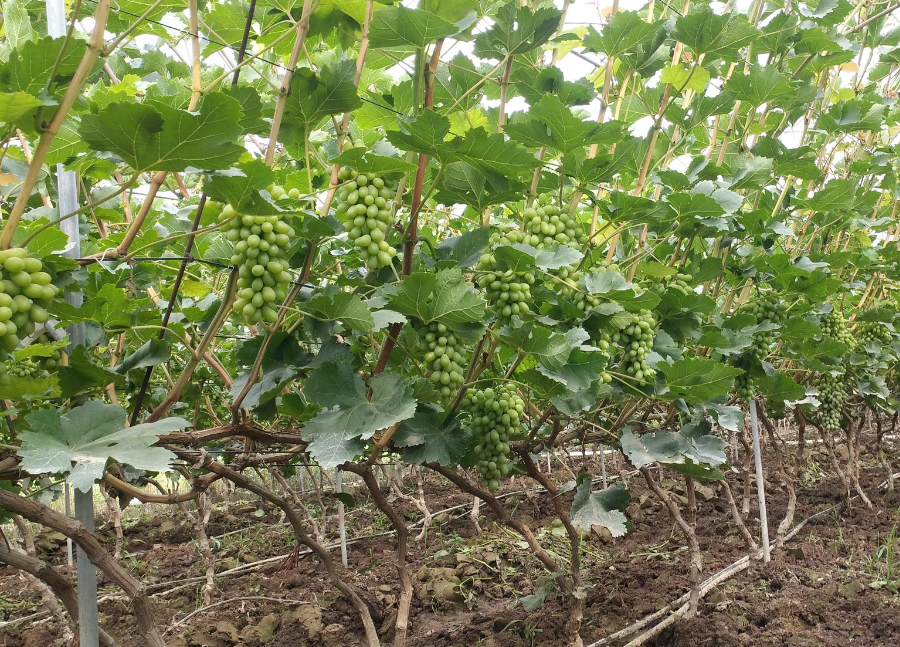 葡萄保果用什么肥料