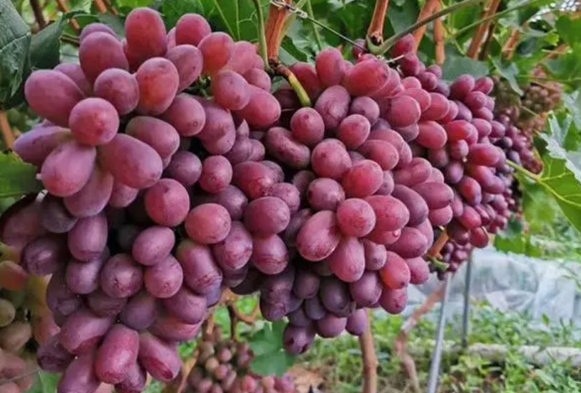 克伦生葡萄全年用肥方案