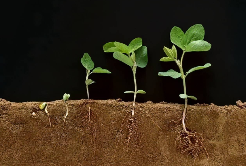 什么肥料能使植物快速生根