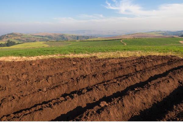 怎么把贫瘠的土壤改良成肥沃的土壤
