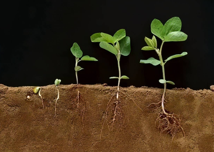 植物生根用什么肥