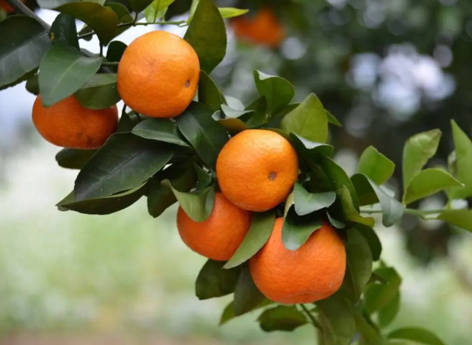 橘子树坐果施什么肥料