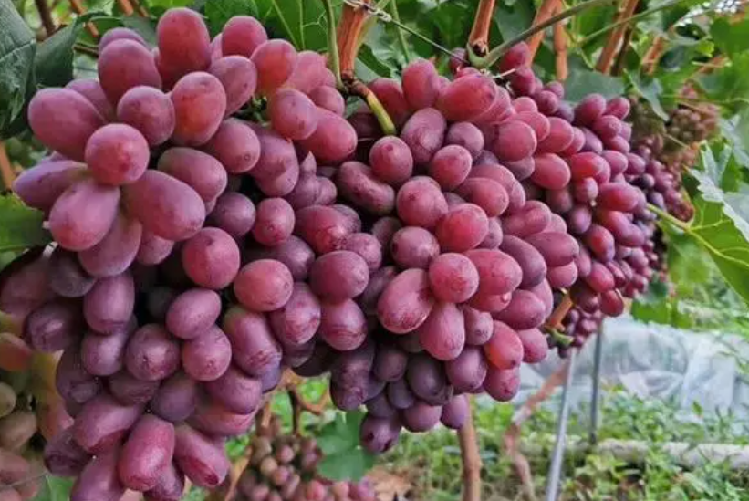 克伦生葡萄全年施肥方案