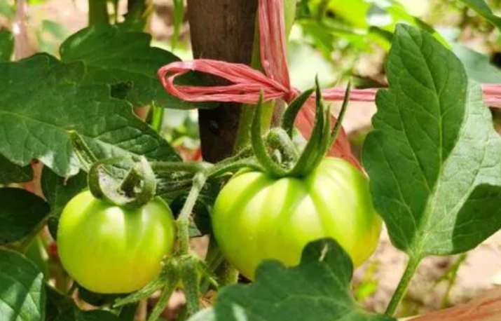 西红柿多坐果有什么办法或用什么肥料