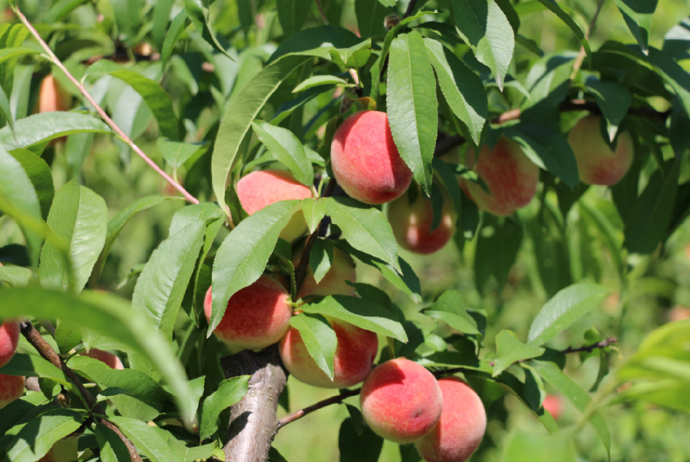 桃树施肥方法