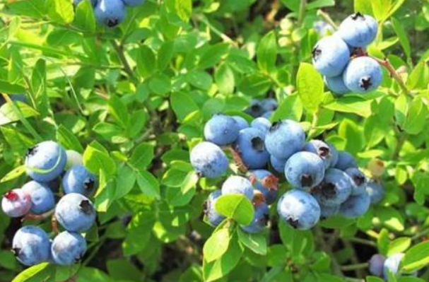 蓝莓坐果后施什么肥