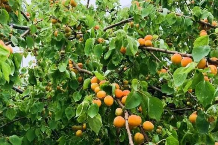怎样提高杏树坐果率