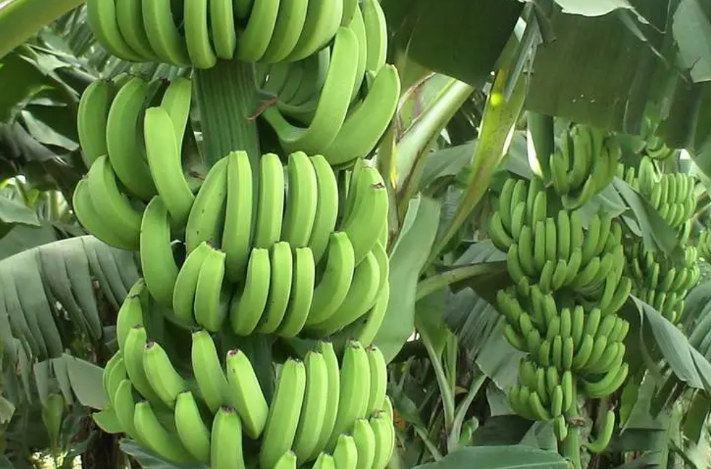 香蕉种植技术与施肥