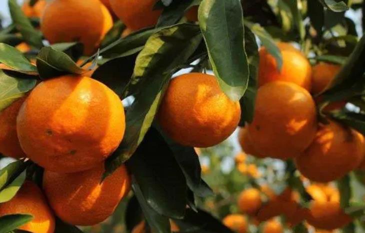 柑橘全年施肥的最佳方案