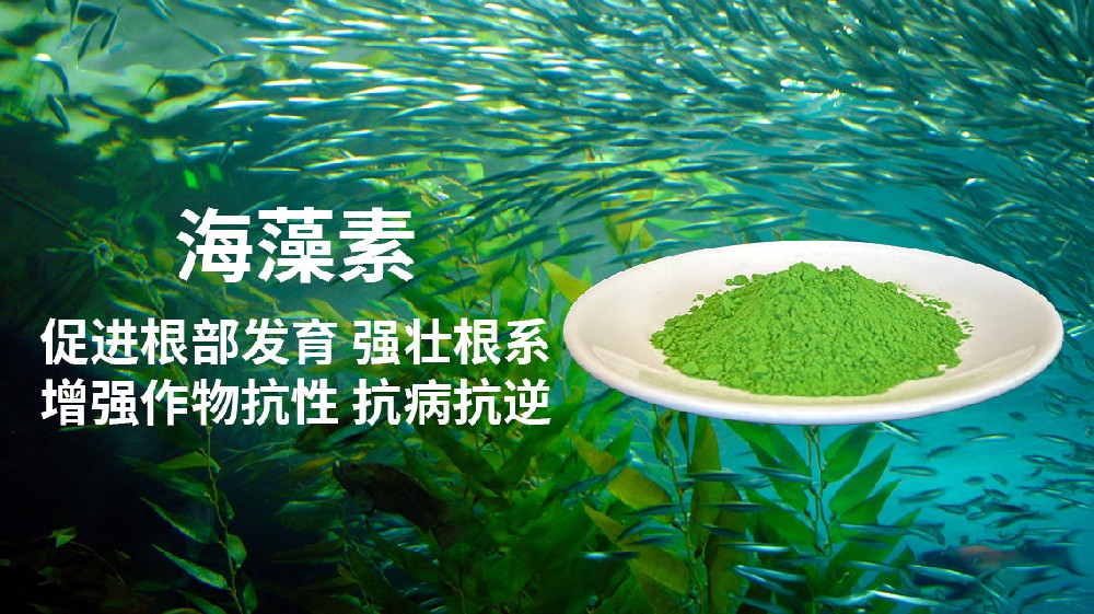海藻素对植物的功效与作用