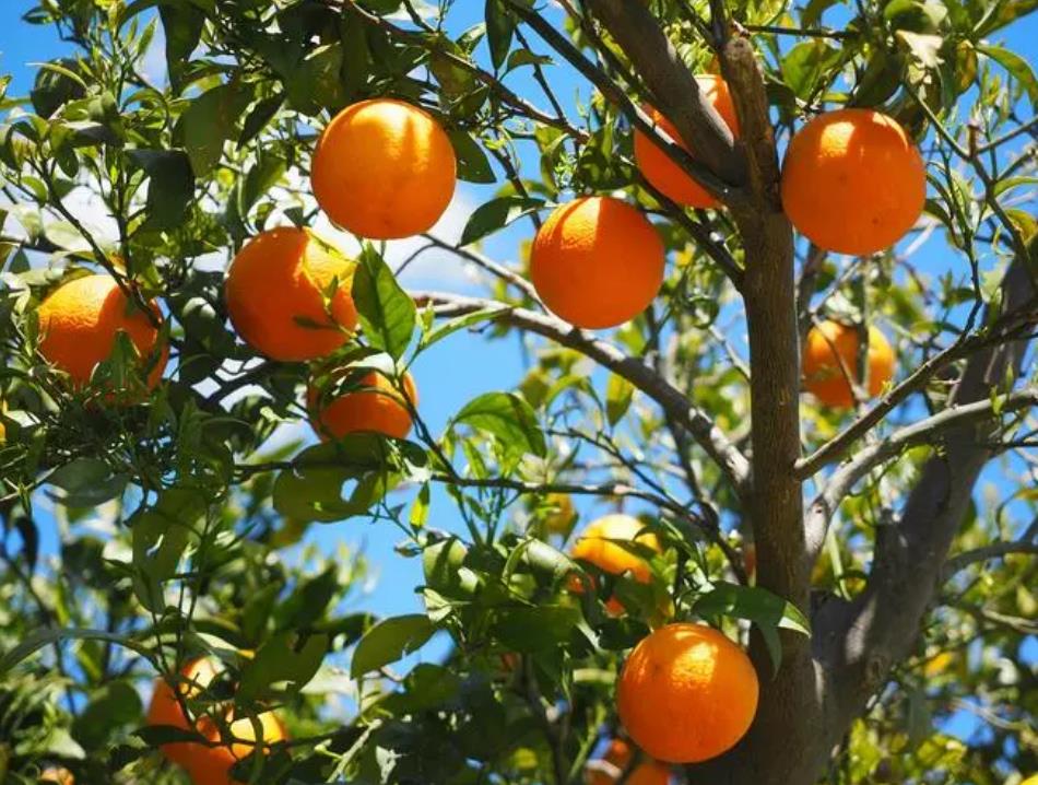 柑橘树保果方法