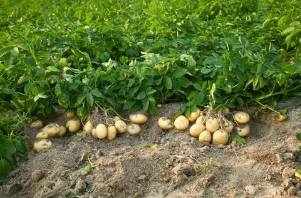 土豆怎么种植才能高产