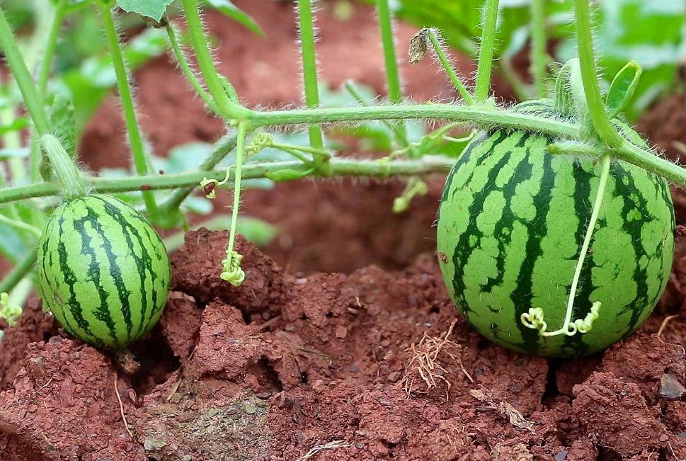 一亩地种西瓜需要多少肥料