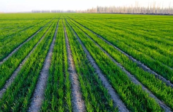 小麦的种植方法