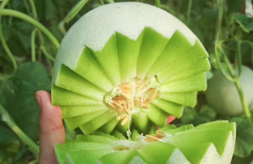 玉菇甜瓜种植管理方式有哪些