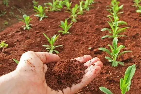 酸性土壤改良的最佳方法