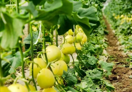 温室甜瓜种植技术与管理