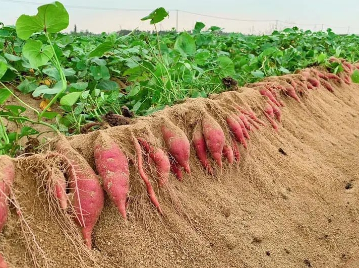 红薯控旺高产的肥料选择与施用策略