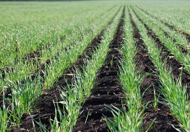 种小麦应上多少基肥最好 施肥注意事项分享
