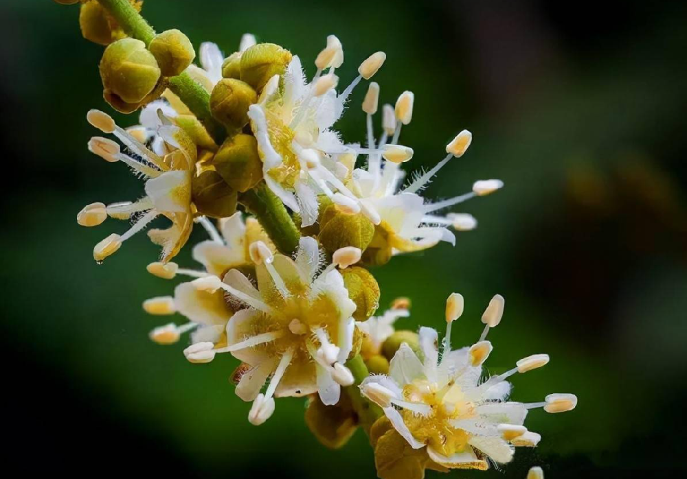 龙眼花芽分化期管理