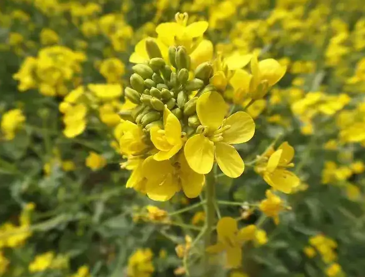 油菜开花的时候可以施肥吗