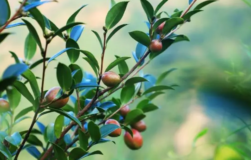 油茶树保花保果肥料什么时候施