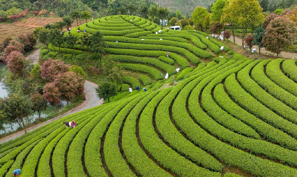 茶叶树根部枯萎怎么办