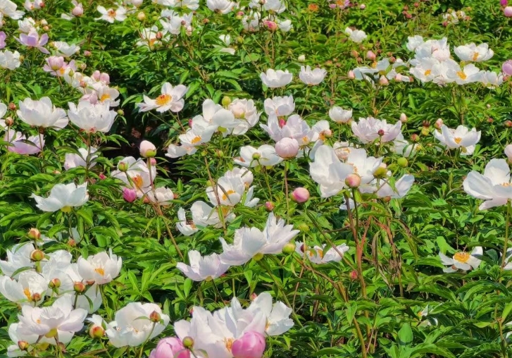 赤芍用什么肥料好 赤芍肥料选择与应用策略