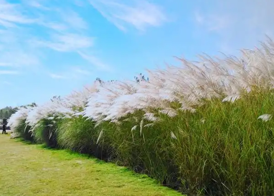 改良土壤种什么植物