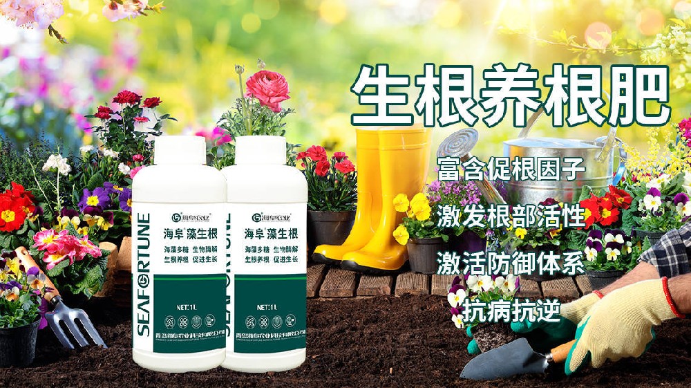 柑橘树生根秘籍：从选枝到培育的全面指南